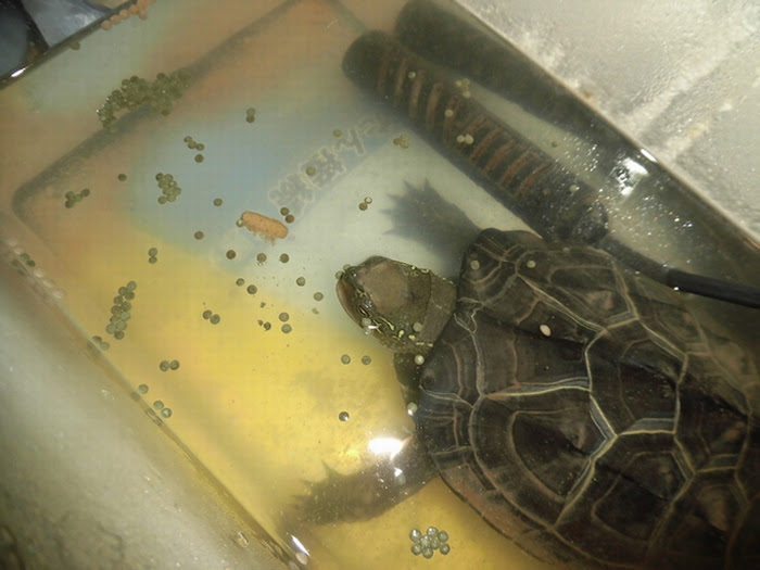 病気 それとも偏食 カメさんがエサを吐く原因と対処法について わんにゃんうぇぶ ペットと一緒に暮らせる住まいが もっと身近になるように 住まいをよく知る不動産広告会社が所沢から発信