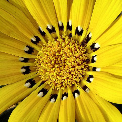 Radial Balance