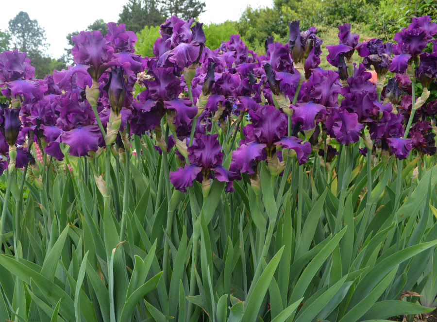 Sultry_Mood_iris_Schreiners_Iris_Gardens