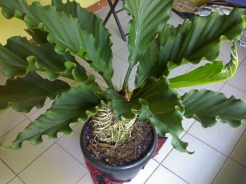 8 Jenis Tanaman Hias Anthurium Paling Populer Flora dan 8 Jenis Tanaman Hias Anthurium Paling Populer Flora dan