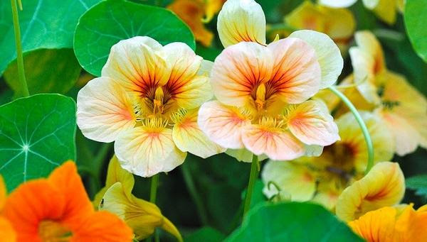3月9日诞生花 万图壁纸网