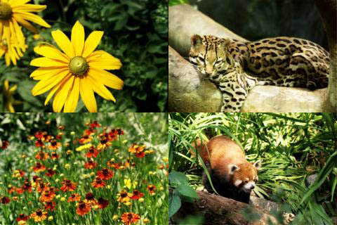nature wallpaper with animals. A large collection of nature wallpaper pictures. Flowers, animals, nature 