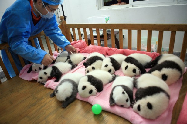 Concours De Mimitude Bebes Panda Vs Chaton Platre Vs Panda Enrhume Le Blog De Specialiste Du Skateboard