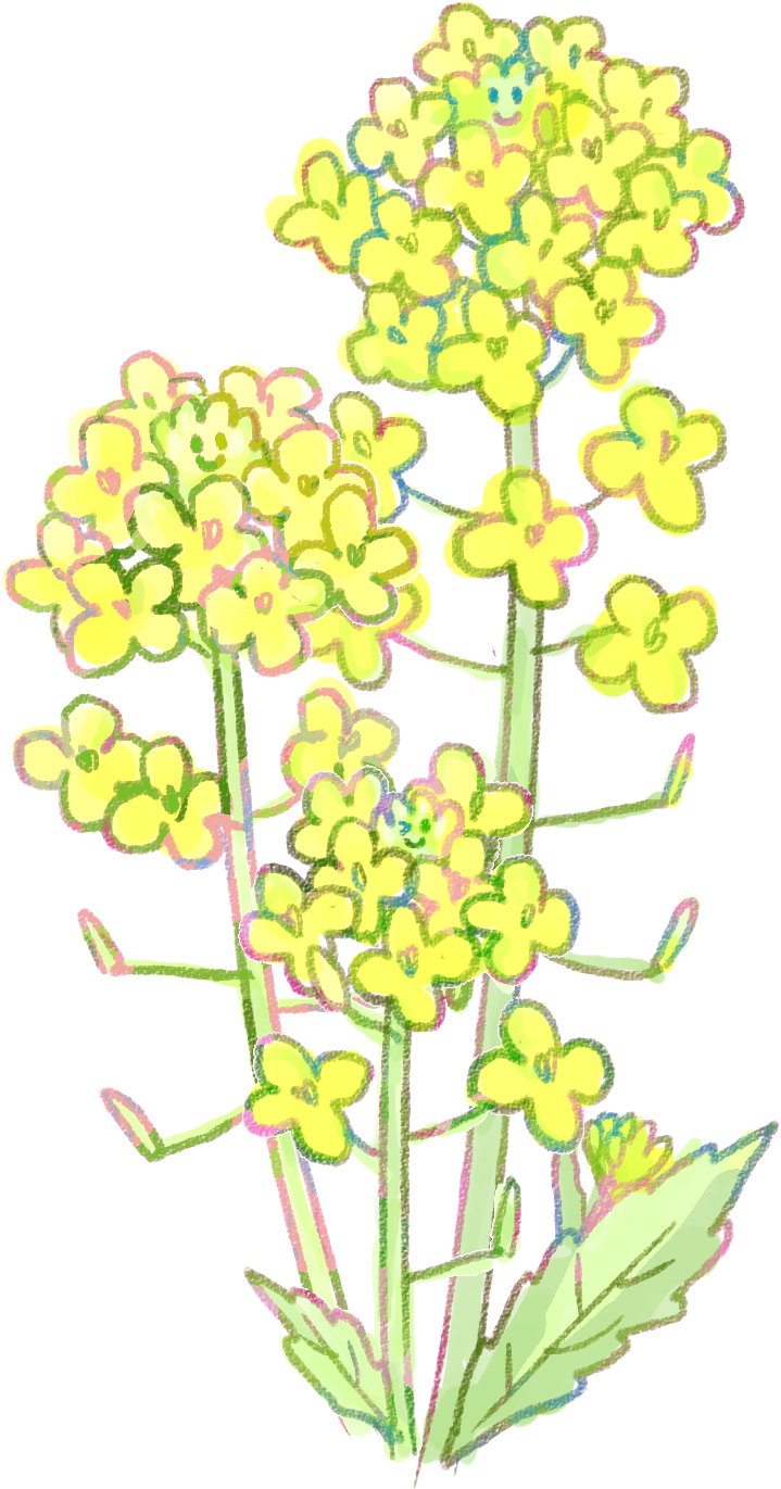 菜の花イラスト 早春の挿絵に 1輪 3輪 ライン 可愛い無料イラスト素材集