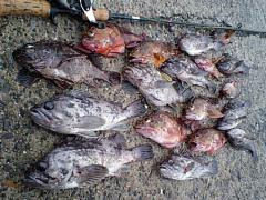 ロックフィッシュ 根魚 の穴釣り