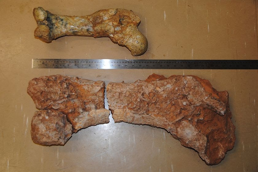A bone of the megafauna animal