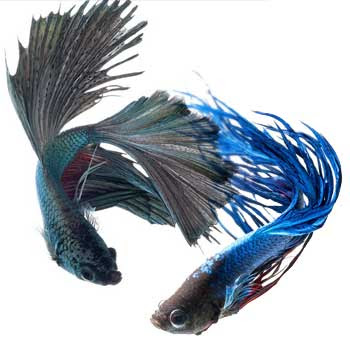 ベタの飼い方 育て方