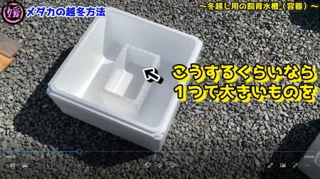 メダカの冬越し屋外での越冬方法について