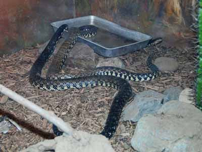 The Online Zoo - Malagasy Giant Hognose Snake