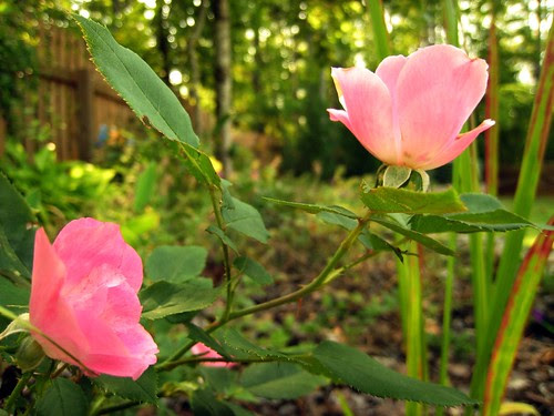 pictures of plants with flowers