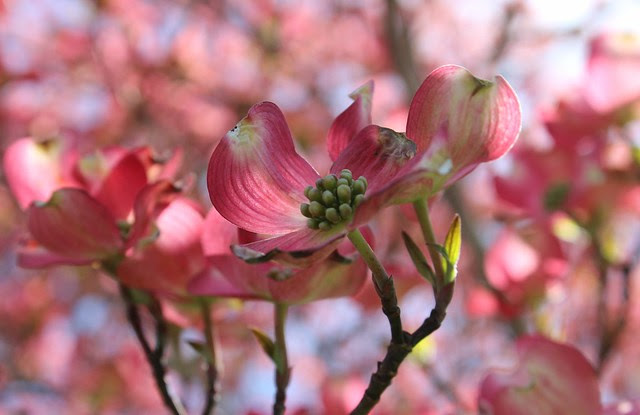 ~ pink dogwood blossoms ~