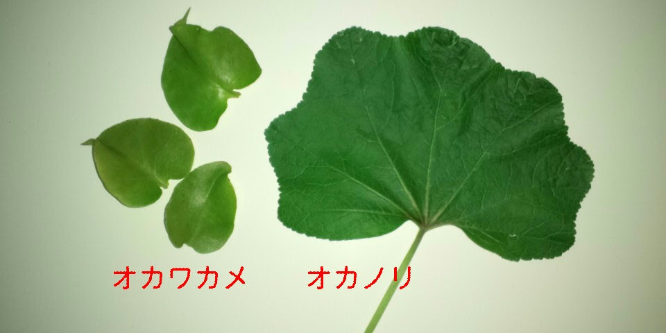 果樹の記録 オカノリとオカワカメ