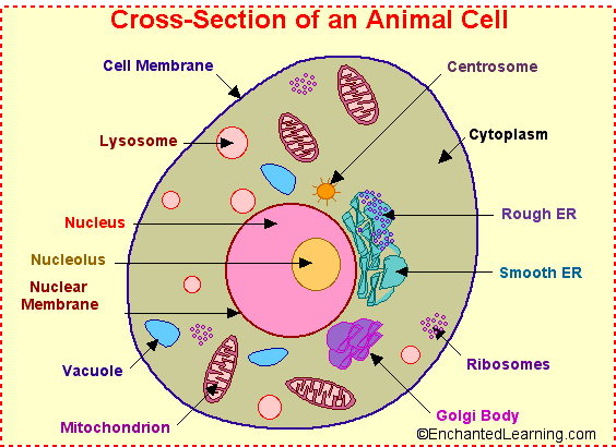 cell diagram