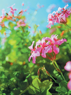 花 ピンクの花 の待ち受け画像 壁紙 動物 パラダイス