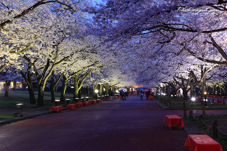 万博記念公園の桜紀行