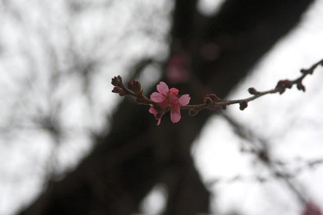 cherry trees, nw 19th & lovejoy (2013 edition)