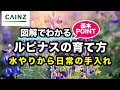 25 ++ ルピナス 育て方 鉢植え 290152-ルピナス 育て方 鉢植え