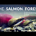 The Salmon Forest | Tongass National Forest - Alaska Nature Documentary