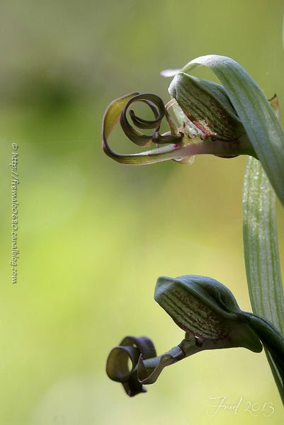 IMG_0564-signée