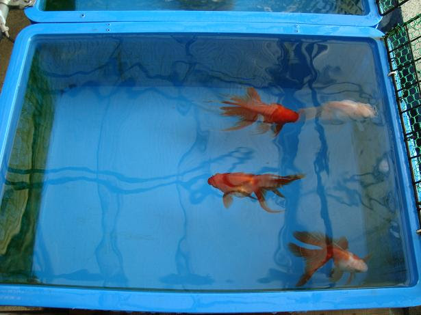 残暑 処暑へ 屋外舟も 秋の管理へ B 金魚飼育の真髄 金魚飼育完全マニュアル 金魚 伝心伝承