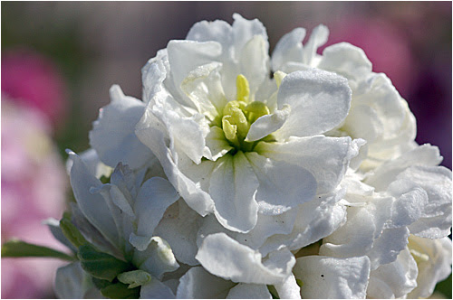 ストック ウーチャンの花暦