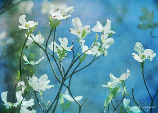 dogwood blossoms