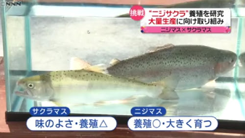 庄内の日本桜草栽培日誌 サクラマス