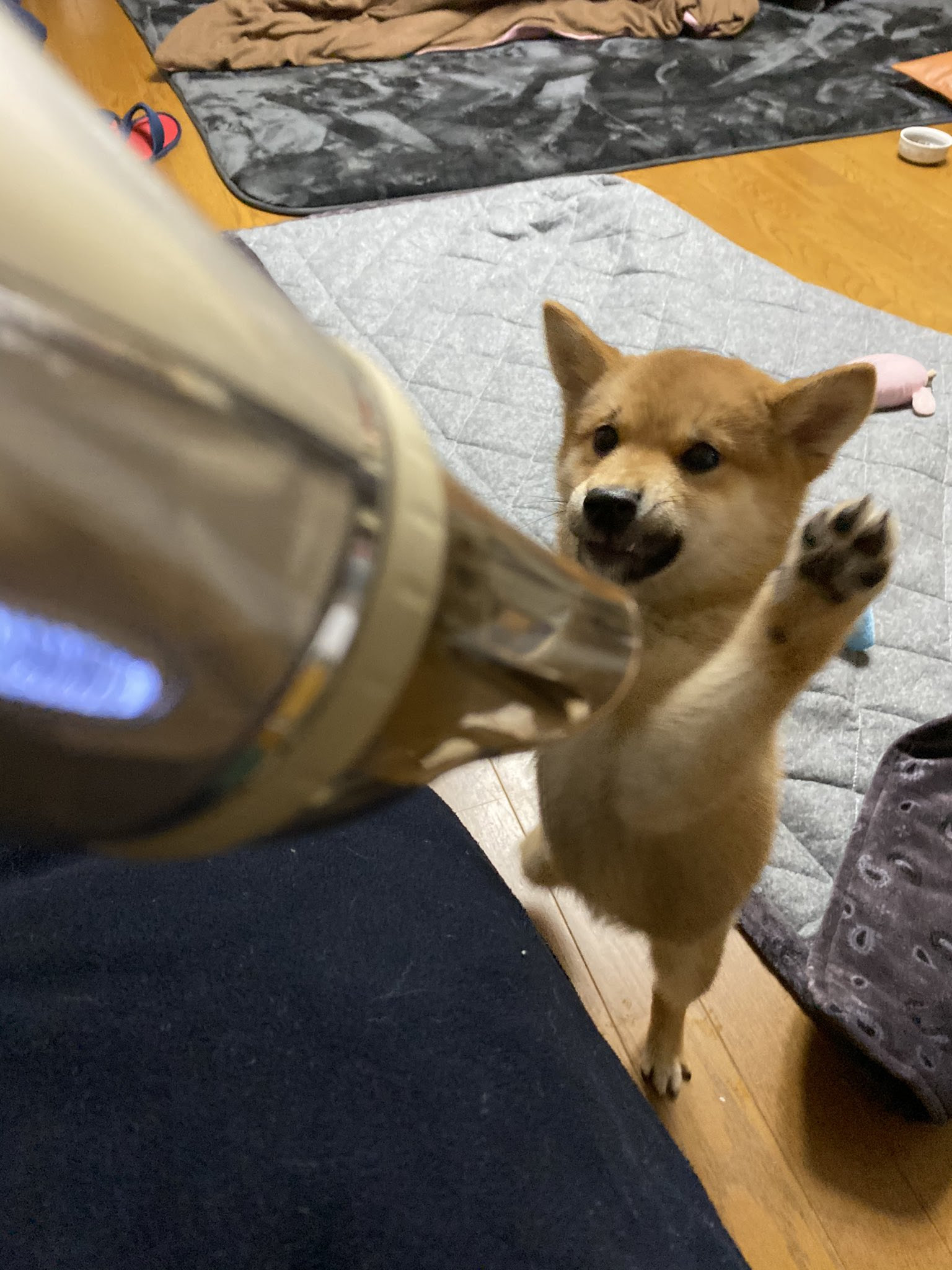 俺が知っている柴犬の座り方と違う Netgeek