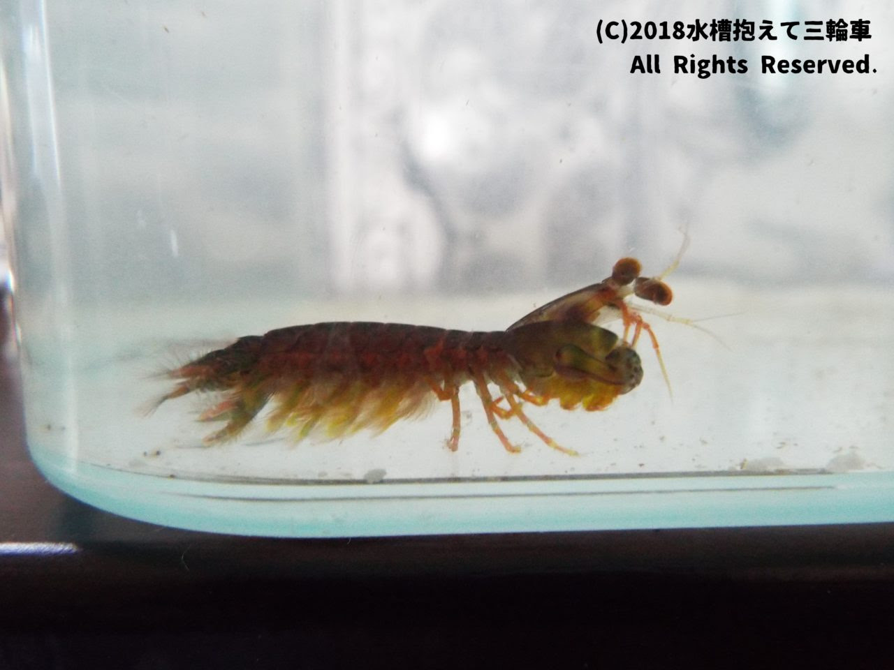シャコの画像 原寸画像検索