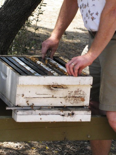 Tour of Bill's Bee Ranch