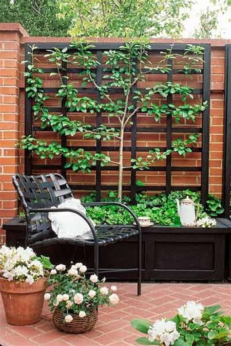 Plants that are suited to live under trees are adapted to live in areas of low light and low water. Climbing Plant Trellis That Will Give Your Garden A