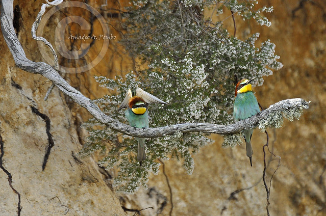 Merops apiaster IV