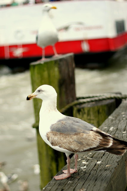 Giant Gulls