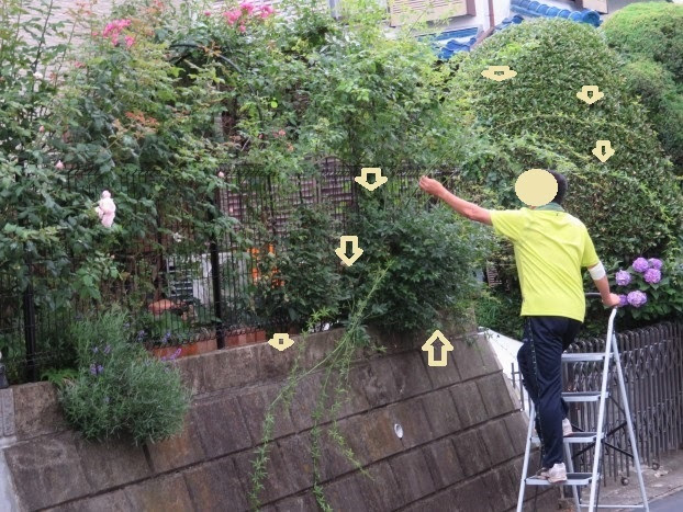 つれづれびぃなむ モッコウバラの剪定