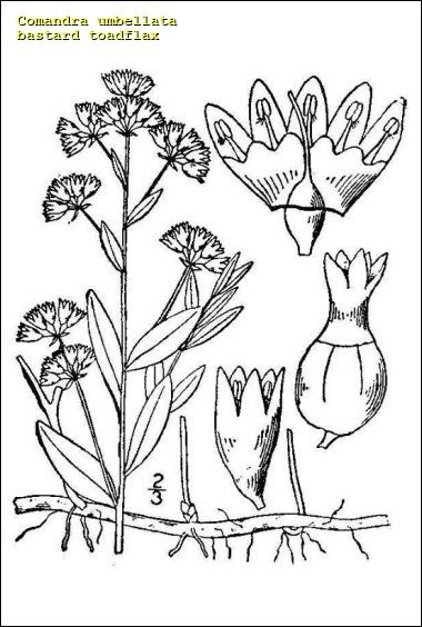Bastard Toadflax Common Name Comandra Umbellata