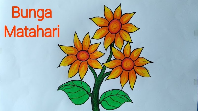 24+ Cara Menggambar Dan Mewarnai Bunga Matahari