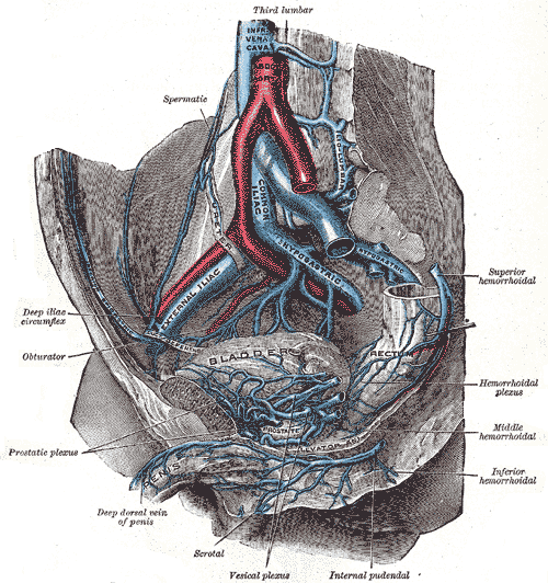 The iliolumbar vein is the vena comitans of the iliolumbar artery .