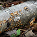 BHP Mushroom 4