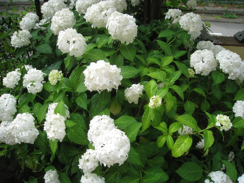 アメリカ紫陽花 ６０の手習い