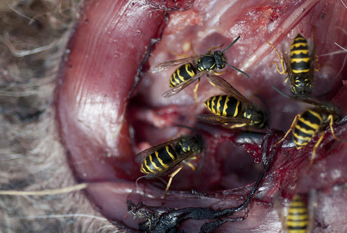 Yellowjackets II
