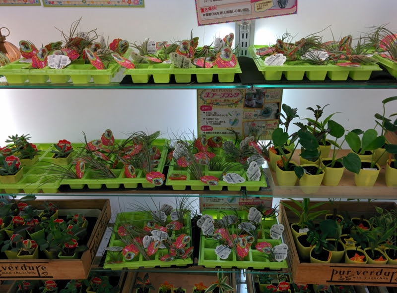 100均の観葉植物 ダイソーに子株付きのシーディアナが置いてあった Yoshida Lab S Blog