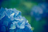[最も人気のある！] 紫陽花 写真 フリー 604358-紫陽花 写真 フリー素材
