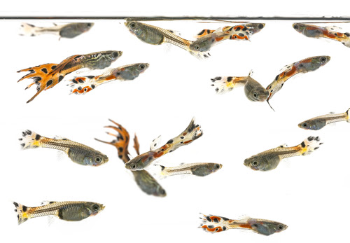 グッピーの稚魚 性別の見分け方について 熱帯魚 淡水魚 海水魚の図鑑
