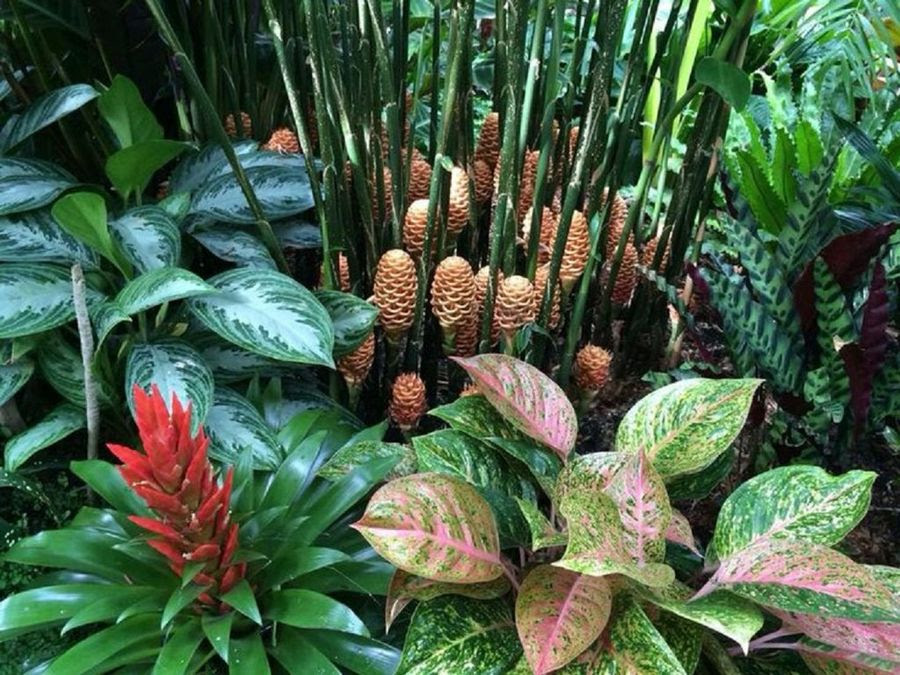 Resultado de imagen de planta que predomina en bosques tropicales