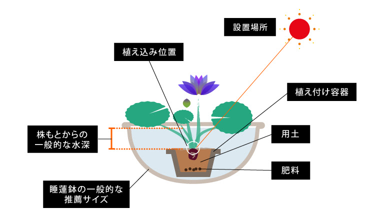How To 一般的な栽培環境 ミロク ラボ Miroku Waterlily Laboratory
