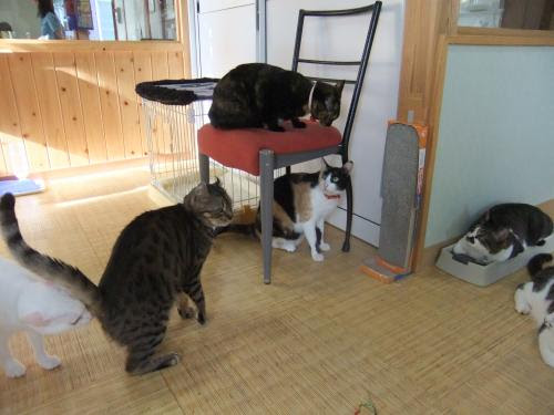 わが家 猫カフェ 猫版自立支援 茨城県那珂市 週末湯巡り日記