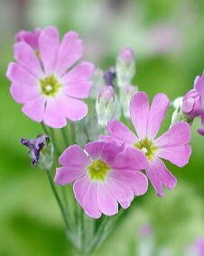 花 プリムラ マラコイデス 1月21日の花と花言葉 プリムラ マラコイデス 魅る魅るガーデニング