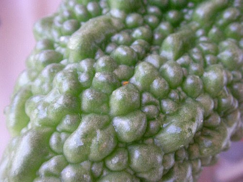 ゴーヤ 葉ダニがぁぁぁ 黄色い虫なんですね ゞ ベランダ菜園 家庭菜園 愛車の日産ラフェスタ