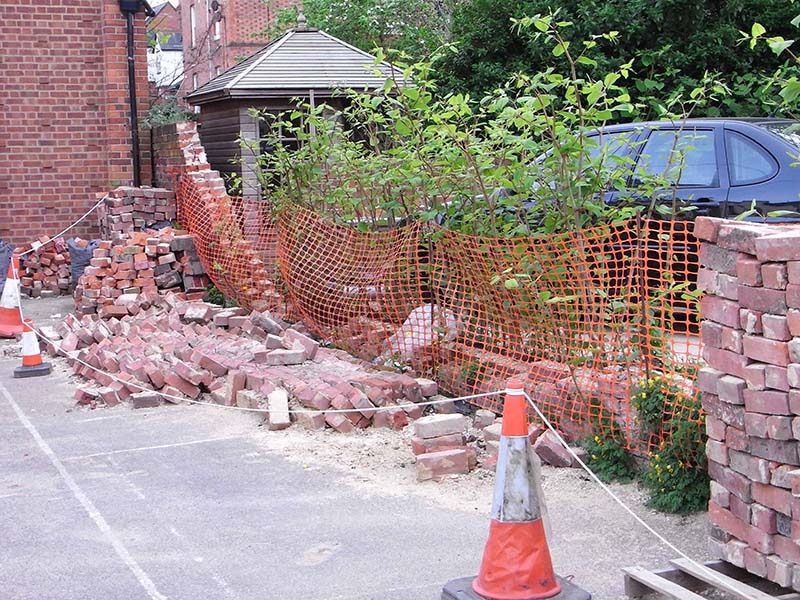 イタドリの生物的防除 天敵昆虫学研究室 九州大学