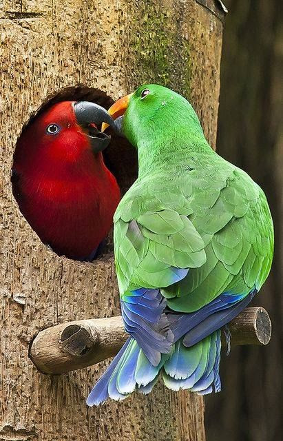 Kissing Birds Pictures Photos And Images For Facebook Tumblr Pinterest And Twitter